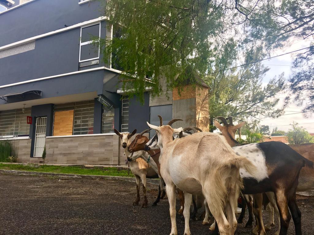 Kaena Point Hostel 危地马拉 外观 照片